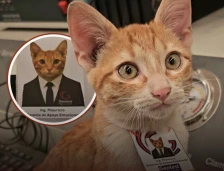 Мексиканска фирма го вработи мачорот Мјаурисио како „менаџер за емоционална поддршка“ - Либертас