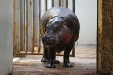 Четворица загинати по напад од нилски коњ во Кенија - Либертас