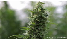 Облак од марихуана над Македонија - Либертас