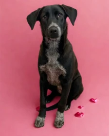 Иницијатива „Биди мојот Валентајн за еден ден" – прошетка и љубов за бездомни кучиња - Либертас