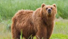 Го нападнала мечка – заради стравот ќе добие 300.000 денари - Либертас