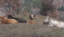 Општина Крива Паланка утре на протест заради некотролираното движење на кравите - Либертас