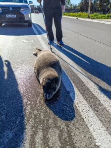 Млада фока вратена во море откако „шетала“ на улица во грчкиот град Аркица - Либертас