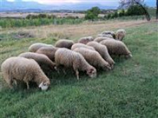 Засилени контроли на АХВ во Липково поради појава на сипаници кај овците и козите - Либертас