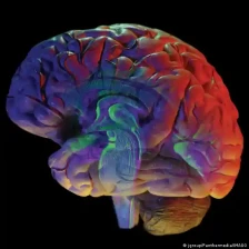 МЗ се огласи за „мозоците“: Немаме директна надлежност, но процедурите за извоз на ткива се ригорозни - Либертас