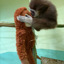 И мајмунчето Делфина отфрлено од мајката во ЗОО Скопје доби играчка орангутан - Либертас