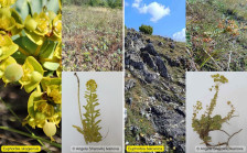 Откриени два нови растители вида – едниот го има само околу Скопје - Либертас