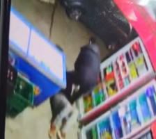 (Видео) ГРАДОНАЧАЛНИКОТ НА НИШ СПРЕЧИ ФИЛМСКИ ГРАБЕЖ СО МАЧЕТА? Снимка што ја вознемири јавноста се шири на социјалните мрежи! - Либертас