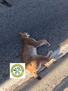 Утрово најдена угината женка-рис - Либертас