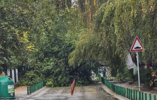 ЈП „Паркови и зеленило“ ги предупредува граѓаните да не паркираат под дрвјата поради силен северен ветер - Либертас