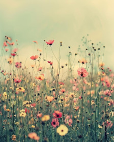 Научно истражување: Цвеќињата имаат „биолошки часовник“, усогласен со потребите на инсектите - Либертас