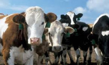 Шест волови од Македонија предизвикаа проблем на бугарската граница - Либертас