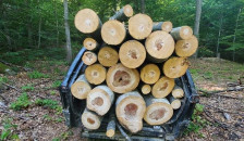 Милионска кражба во кичевско: Фирма крадела дрва, вработен во „Национални шуми“ им пишувал лажни испратници - Либертас