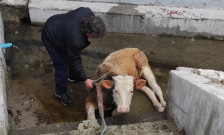 Заловените крави од Крива Паланка ќе се продаваат на јавен оглас, одлучи Владата - Либертас