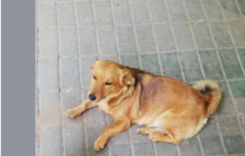 Град Скопје исплатил околу 750.000 евра за напади од бездомни кучиња во 2025 година - Либертас