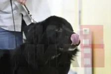 Македонскиот Караман, симболот на истрајноста, по четврт век конечно етаблирано во меѓународното кинолошко семејство - Либертас