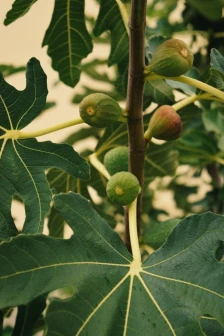 Експертите предупредуваат: Смоквата не е безбедна за садење близу домот - Либертас