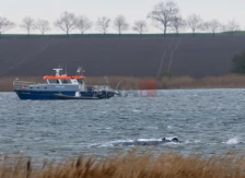 Грбавиот кит кој беше насукан кај германскиот брег на Балтичкото Море почна да плива - Либертас