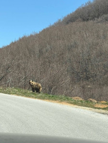 Мечка снимена покрај патот што води кон Лазарополе - Либертас