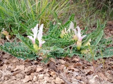 Балканскиот ендемит Астрагалус во фокусот на одбележување на Меѓународниот ден на растенијата - Либертас