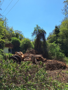 Охрид СОС алармира: Сеча во зона на строга заштита кај изворите на Црн Дрим - Либертас