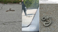  Змии низ Скопје: Појави регистрирани во Аеродром, кај Кванташки и во Лисиче - Либертас