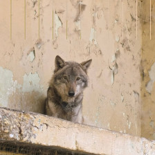 Заловениот волк ќе биде 30 дена во карантин, еве каква е неговата состојба - Либертас