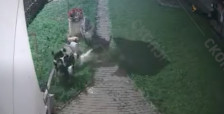 (Вознемирувачко видео) Кумановец сподели снимка: Пет кучиња-скитници ми го удавија кучето во двор - Либертас