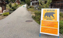 Мечките во Јапонија влегуваат во продавници и училишта, напаѓаат луѓе: се воведуваат драстични мерки