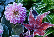 (Видео) Сакате вашите растенија да го преживеат студот? Никогаш не го користете овој метод