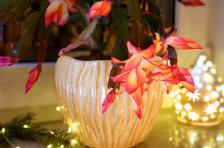 Како да направите вашиот божиќен кактус да цвета повеќе: еден трик е моќен сојузник