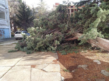 Жители од Даљан бараат Општина Охрид итно да го отстрани паднатото дрво што смачкало автомобил