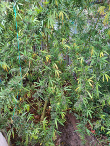 Тројца приведени во Миравци, кај нив пронајдена марихуана и таблети