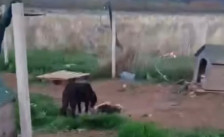 (Видео) „Анима мунди“ бара итно одземање на кучињата од прифатилиште во Битола поради долгогодишна негрижа