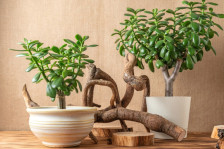 Колку повеќе расте, толку повеќе пари носи: додадете две состојки и ќе напредува како лудо