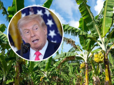 Пониски цени на кафето и бананите во САД? Трамп најавува нови трговски договори