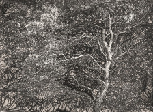 Изложба на Сашо Алушевски во Скопје: „На мајката земја - шума“ го истражува односот меѓу фотографијата и природата