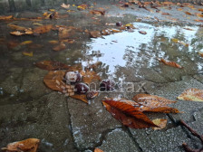 Облачно со врнежи од дожд, пообилни во јужните делови