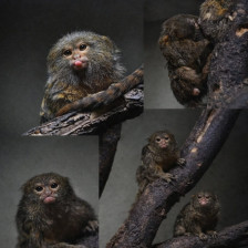 Се родија два џуџести мармозети во Зоолошката градина во Скопје