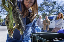 (Видео) Замрзнати игуани паѓаат од дрвја во Флорида