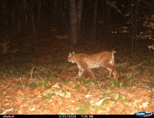 Угинат балкански рис најден на патот Ресен - Охрид, постојат само 50-тина единки од овој вид
