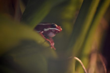 Навални наводно бил убиен со отров 200 пати појак од морфиум: го има во јужноамериканските отровни жаби