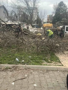 СДСМ Кисела Вода: Се сечат повеќегодишни дрвја на улица Козјак, со цел ослободување простор за изградба на нов објект