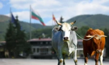 Волови од Македонија ја преминале бугарската граница, неизвесно е што ќе се случува со нив