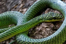 Летечки змии и нови видови: Пештерите на Камбоџа откриваат тајни на непознатата природа