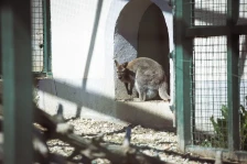 Зоолошката во Битола ќе добие нови жители