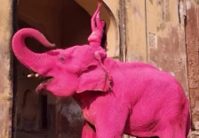 (Видео) Руска уметничка во Индија обои слон во розово, подоцна угина: отворена е истрага