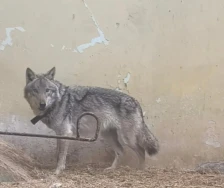Волк е животното кое вчера беше заловено во скопска населба: потврдија од ЗОО Скопје
