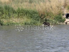 (Фото) Куче врзано со камен оставено во водите на Вардар