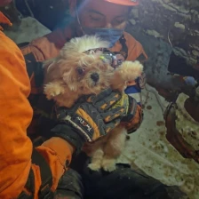 (Видео) Исплашено куче спасено од урнатините во Венецуела
